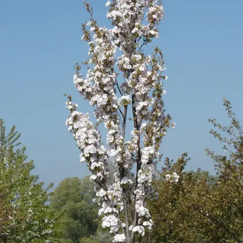 Säulen-Zier-Kirsche