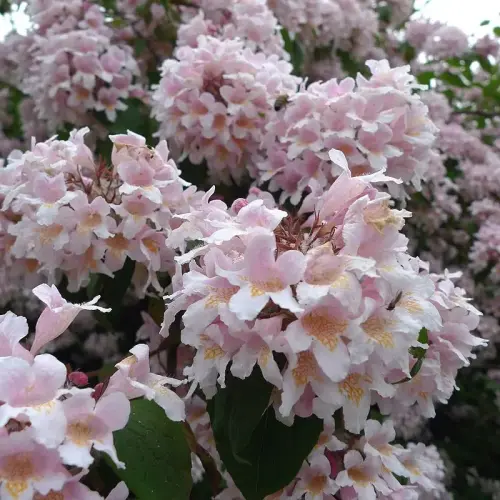 Kolkwitzie, Perlmuttstrauch