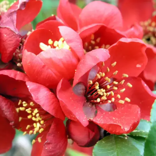 Japanische Zierquitte