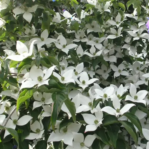 Chinesischer Blumen-Hartriegel
