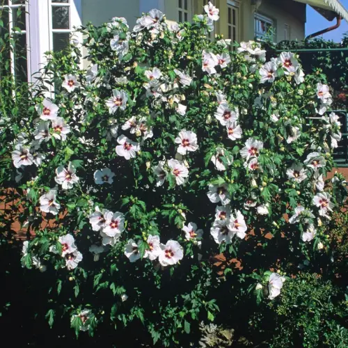 Garten-Eibisch, weiß / rot