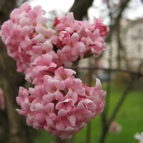 Winterduft-Schneeball