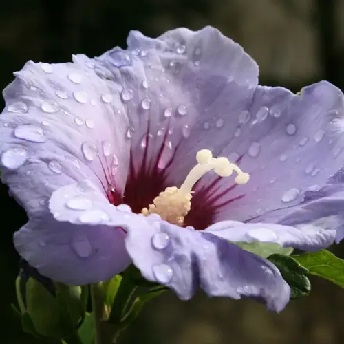 Garten-Eibisch, blau