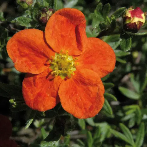 Fingerstrauch, orangerot