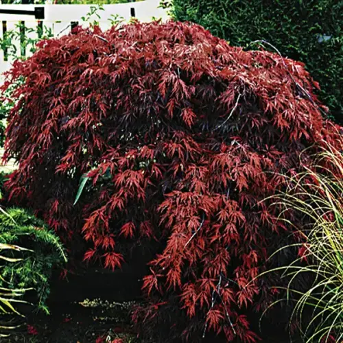 Schlitz-Ahorn, dunkelrot