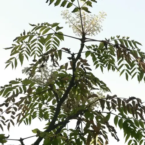 Aralie, 'Teufels-Krückstock'