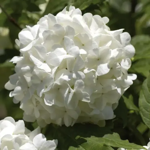 Gefüllter Schneeball