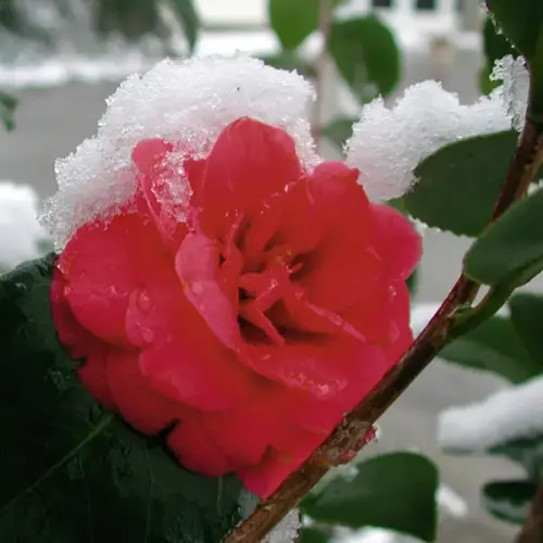 Freiland Kamelie, rot