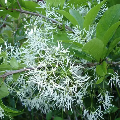 Schneeflockenstrauch