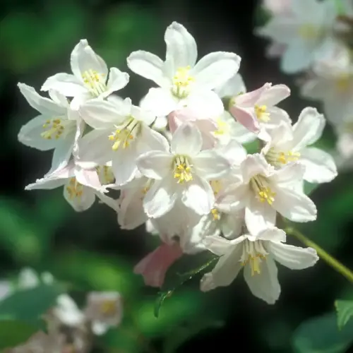 Maiglöckchenstrauch, rosa, niedrig