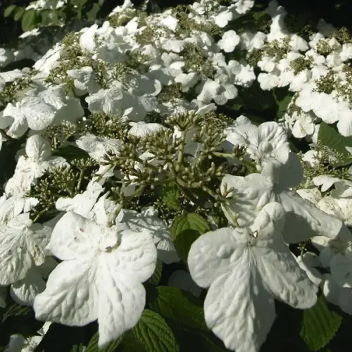 Japanischer Schneeball