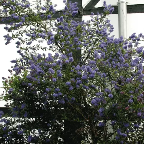 Säckelblume, frühblühend