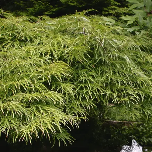 Schlitz-Ahorn, grün