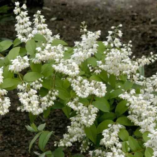 Maiglöckchenstrauch, weiß
