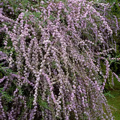 Schmetterlingsflieder, hängend