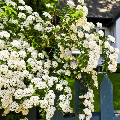 Pracht-Spiere, weiß