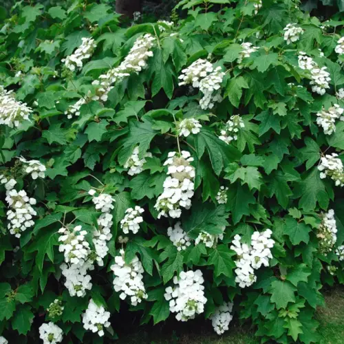 Eichenblatt-Hortensie