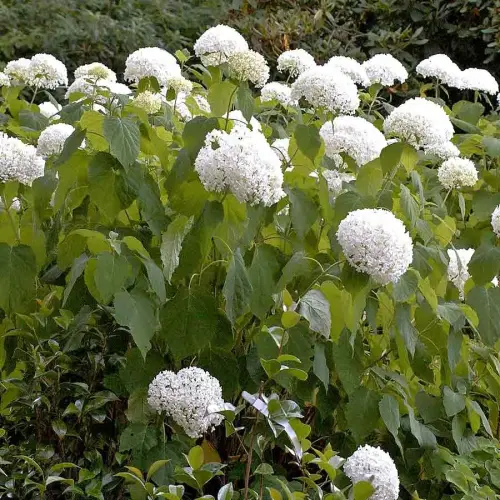 Ball-Hortensie