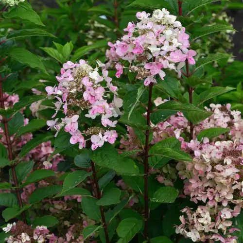 Rispen-Hortensie, veränderlich