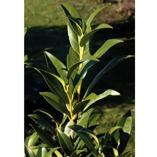 Lorbeerkirsche, hoch