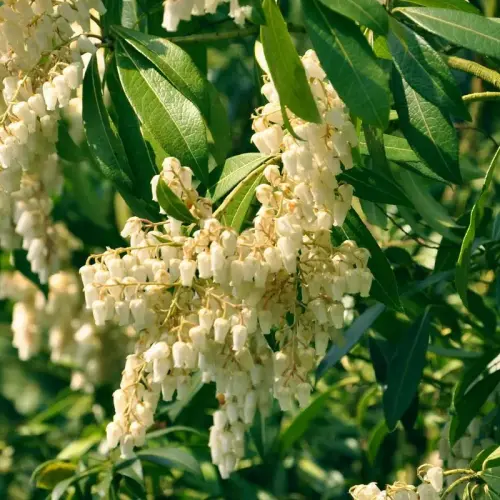 Japanische Lavendelheide