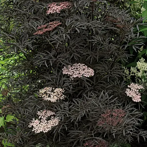 Rotlaubiger Holunder