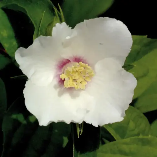 Gartenjasmin 'Schöner Stern', niedrig