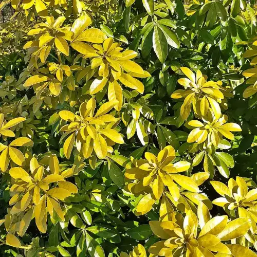 Orangenbaum, gelblaubig