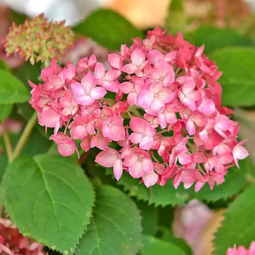 Ball-Hortensie rosarot