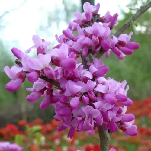 Chinesischer Judasbaum