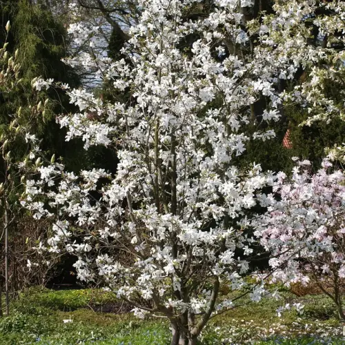 Große Stern-Magnolie