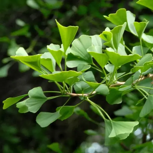 Ginkgo