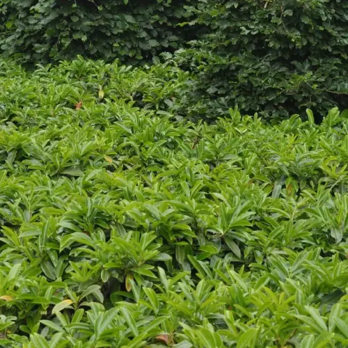 Bodendecker-Lorbeerkirsche