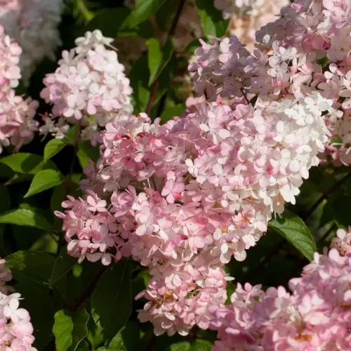 Rispen-Hortensie, rosa