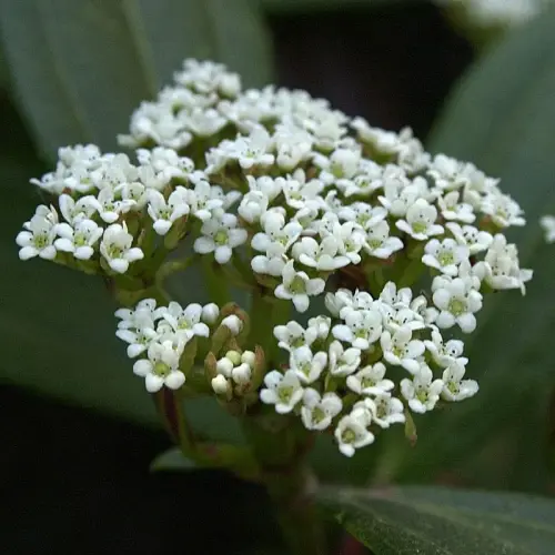 Immergrüner Kissen-Schneeball