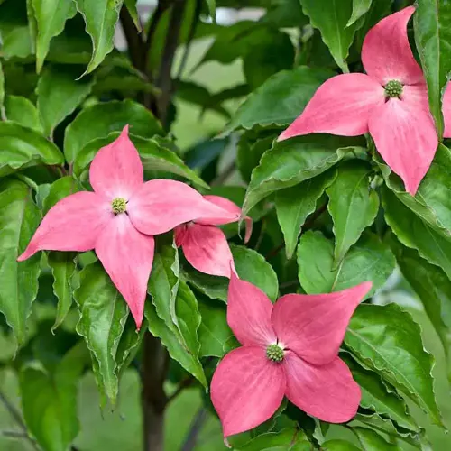 Japanischer Blumen-Hartriegel