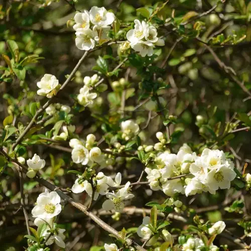 Chinesische Zierquitte