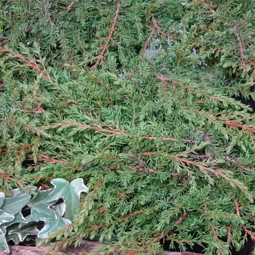 Blauer Kriech-Wacholder