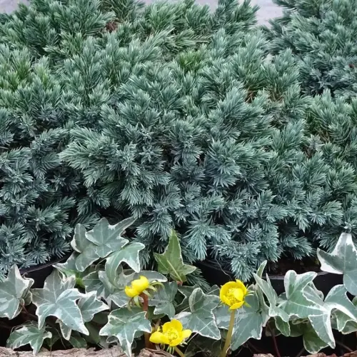 Blauer-Zwerg-Wacholder