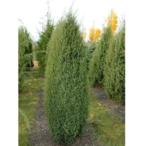 Irischer Säulen-Wacholder
