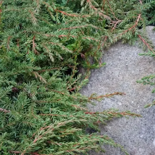 Grüner Kriech-Wacholder