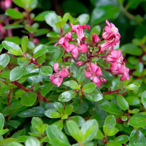 Andenstrauch Red Dream