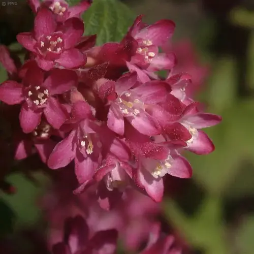 Jahreszeiten-Sortiment: Bunter Frühling
