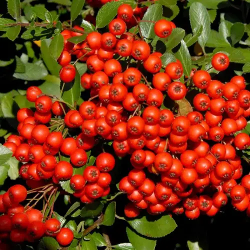 Jahreszeiten-Sortiment: Bunter Herbst