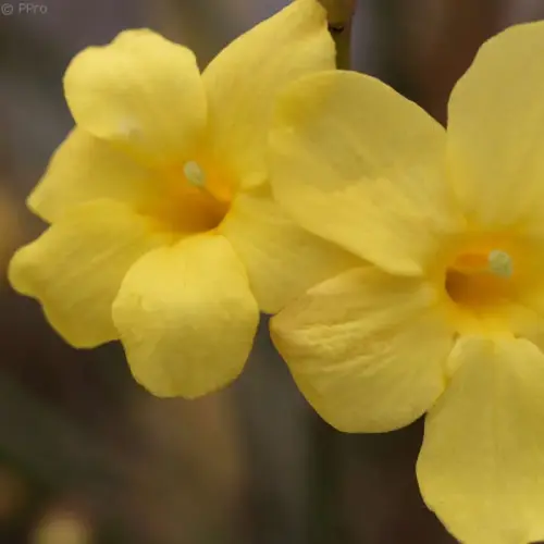 Jahreszeiten-Sortiment: Bunter Winter