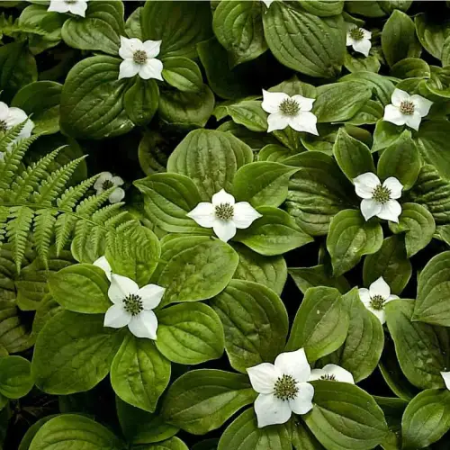 Schatten-Gehölz-Decke 50