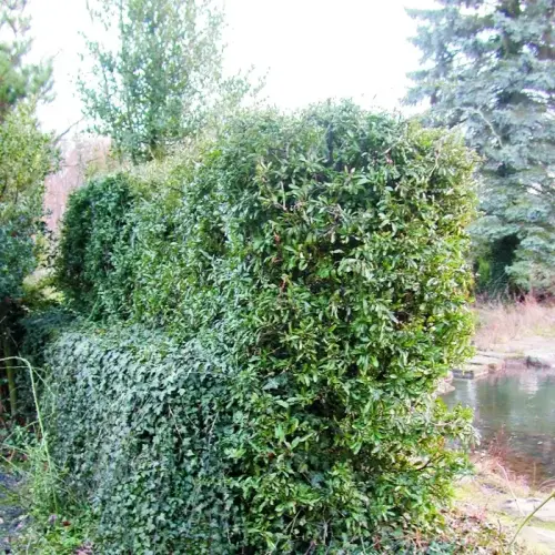 Dicht und Grün, Feuerdorn-Hecke