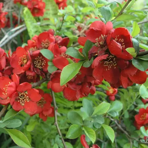 Berberitzen-Quitten-Hecke