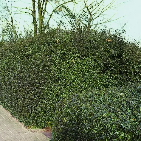 Dicht und Grün, Feuerdorn-Hecke