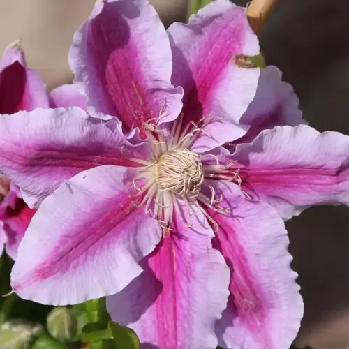 Waldrebe, großblumig, hellrosa/dunkelrosa